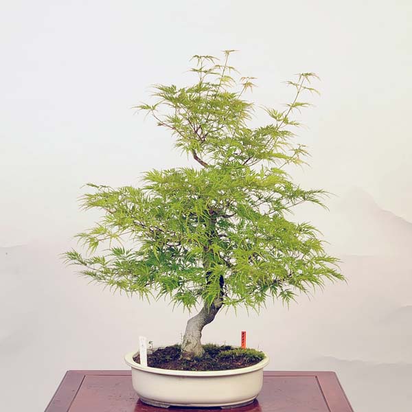 楽天市場】盆栽 ：紅千鳥もみじ（ベニチドリモミジ）現品*紅葉 Benichidori-Momiji bonsai 中品盆栽 : 遊恵盆栽 楽天市場店