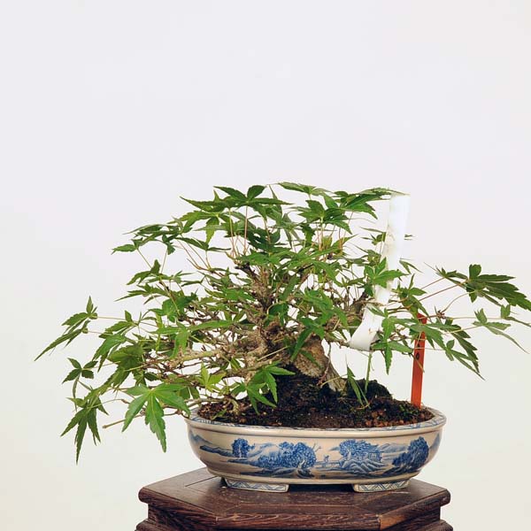 楽天市場】盆栽 ：紅千鳥もみじ（ベニチドリモミジ）現品*紅葉 Benichidori-Momiji bonsai 中品盆栽 : 遊恵盆栽 楽天市場店