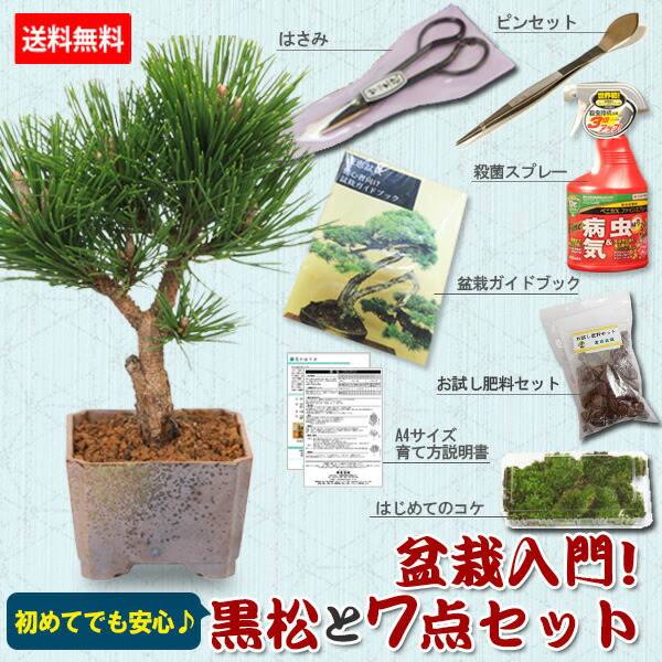 黒松と盆栽道具 7点セット