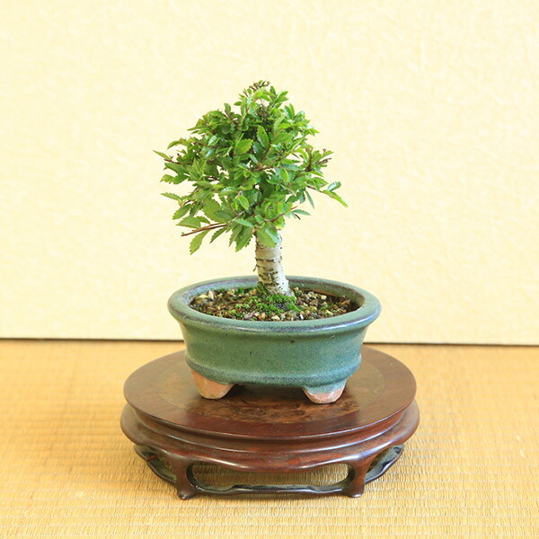 楽天市場】ミニ盆栽：けやき*（白反六角陶器鉢） 欅ケヤキ雑木bonsai : 遊恵盆栽 楽天市場店