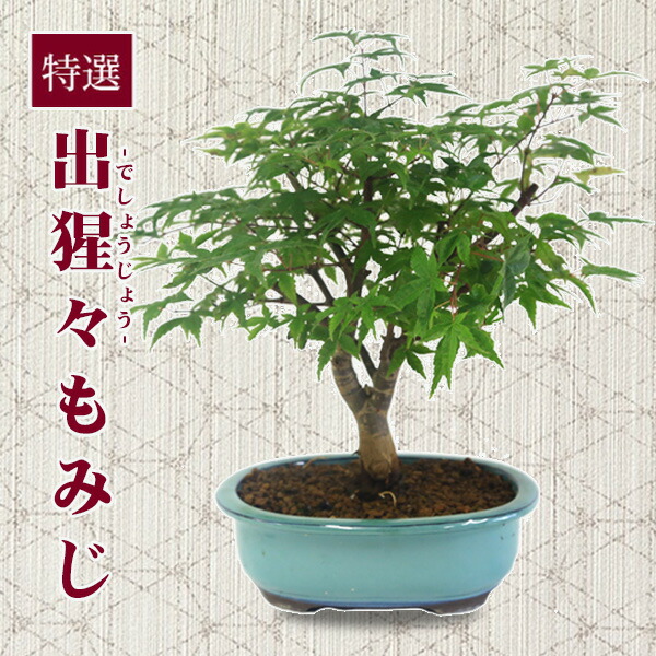 楽天市場】盆栽 もみじ（獅子頭）【ミニ盆栽 小品盆栽 雑木盆栽 人気