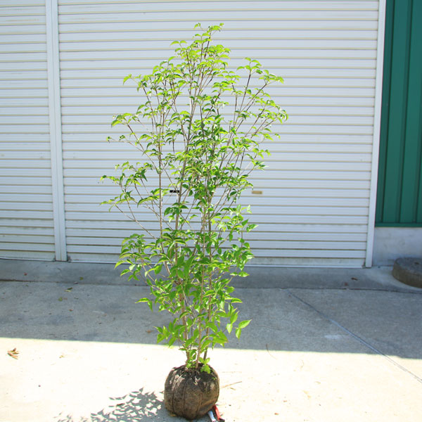 楽天市場】現品限り ヤマボウシ盆栽 やまぼうし 盆栽 2021年6月10日