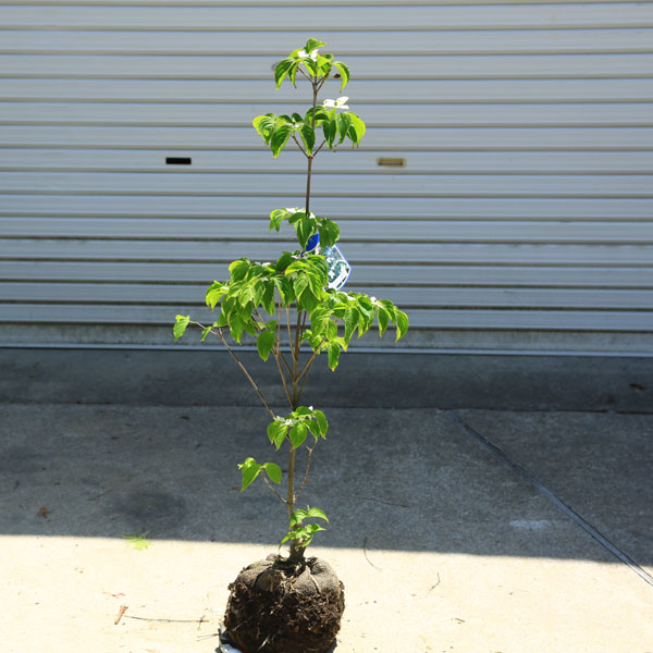 楽天市場】現品限り ヤマボウシ盆栽 やまぼうし 盆栽 2021年6月10日