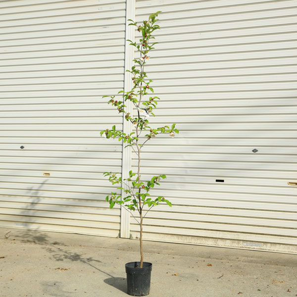 庭木　植木：ピンクシャラ（桃花夏椿）　ピンクシャラの木　　樹高160ｃｍ*佐川急便