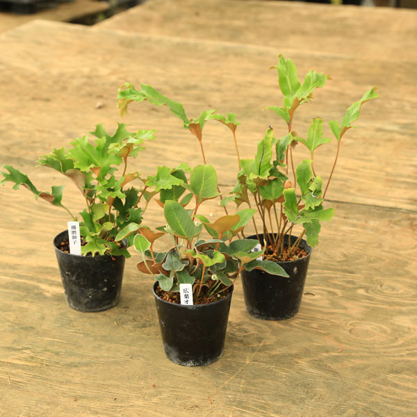 楽天市場】苗：斑入り野ブドウ*（ふいりのぶどう）野葡萄 : 遊恵盆栽