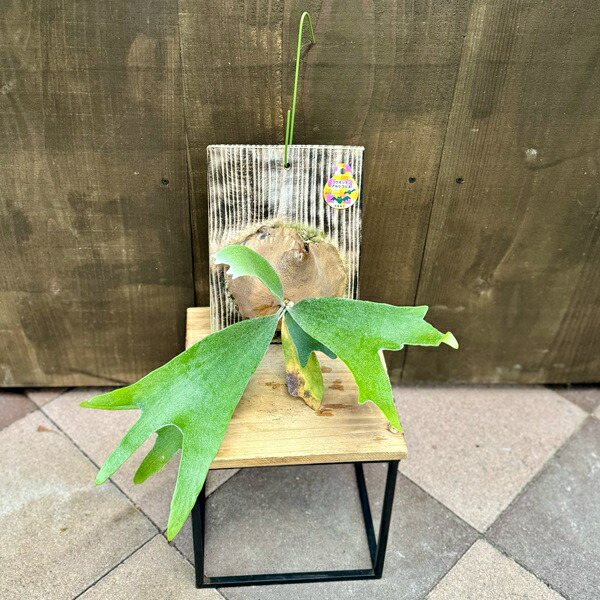 おしゃれ 観葉植物:ビカクシダ コウモリラン アルシコルネ 板付け*吊り アルキコルネ|遊恵盆栽 店