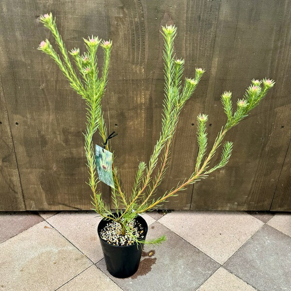 楽天市場】苗 鉢花 観葉植物：リューカデンドロン*各種選べます 5号