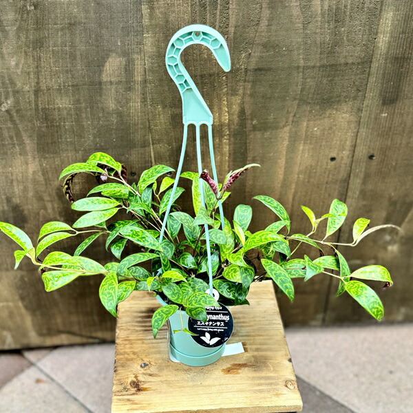 楽天市場】おしゃれ 観葉植物：フィロデンドロン コブラ*5号吊り