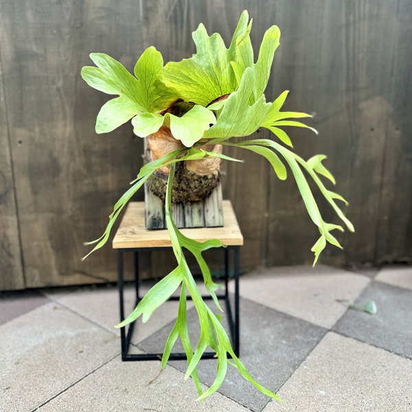 楽天市場】おしゃれ 観葉植物:エピフィラム ビーバーテール*5号 楽天市場】おしゃれ 観葉植物:エピフィラム ビーバーテール*5号