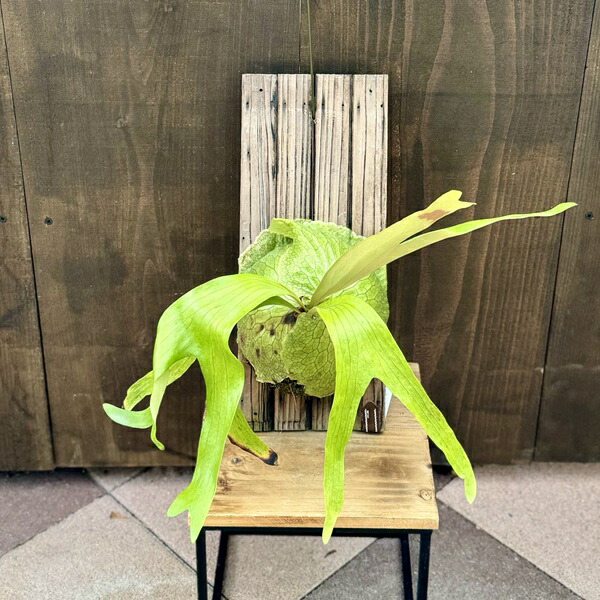 楽天市場】観葉植物：コウモリラン ホーンズサプライズ ダーウィン 板