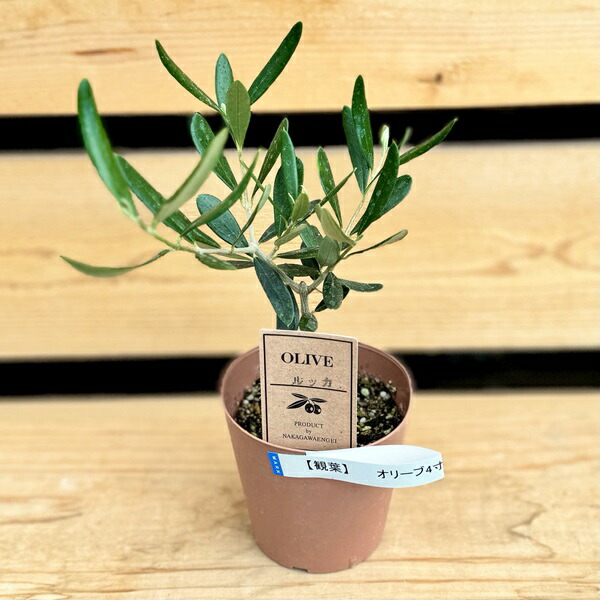 ⑰　オリーブの木souju『ネバディロブロンコ』8号特大苗木最高等級極上品‼️ 送料無料】【SOUJU】香川県産オリーブの木 ネバディロブランコ 8