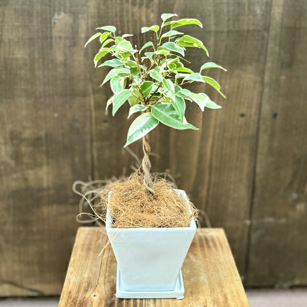 斑入り　フィカス　ベンジャミン　編み込み　天然苔仕立て　8号　陶器鉢　植え込み 斑入り フィカス ベンジャミン 編み込み 天然苔仕立て 8号 陶器鉢