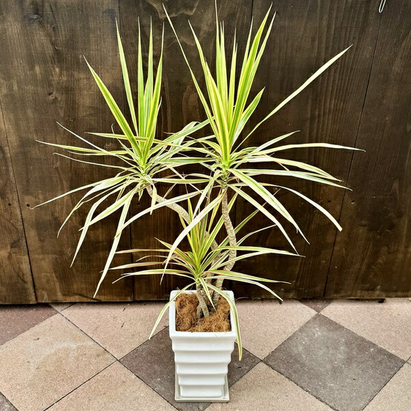 楽天市場】ドラセナコンシンネ ホワイボリー 4号サイズ 鉢植え