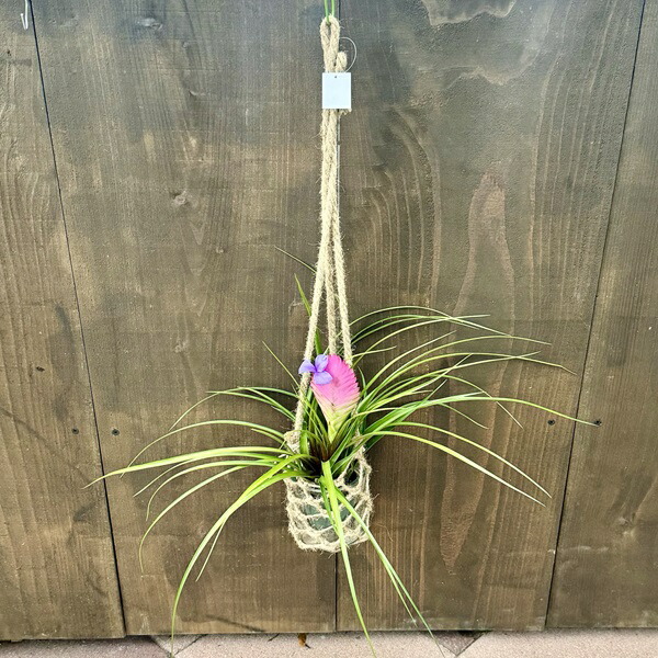 楽天市場】おしゃれ 観葉植物：フィロデンドロン コブラ*5号吊り