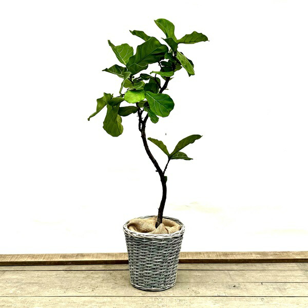 楽天市場】おしゃれ 観葉植物 キンモウコウ：ゴールデンモンキー