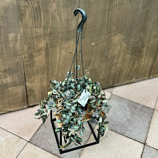 楽天市場】観葉植物：フペルジア グリーンゴエベリー*吊り鉢 Huperzia
