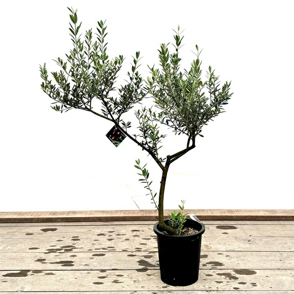 楽天市場】おしゃれ 観葉植物：オリーブの木 ピクアル 8号*現品7