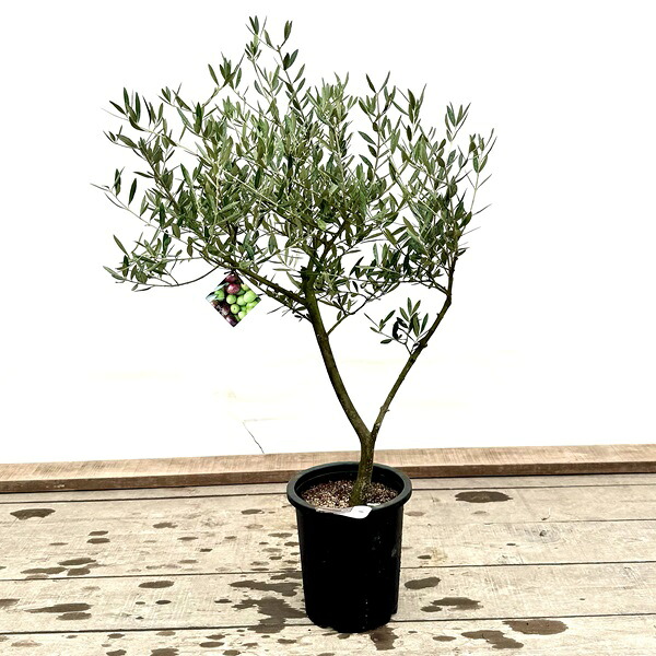 おしゃれ　観葉植物：オリーブの木 ピクアル 8号*現品7　SOUJU 創樹 そうじゅ Picual　大型ヤマト便
