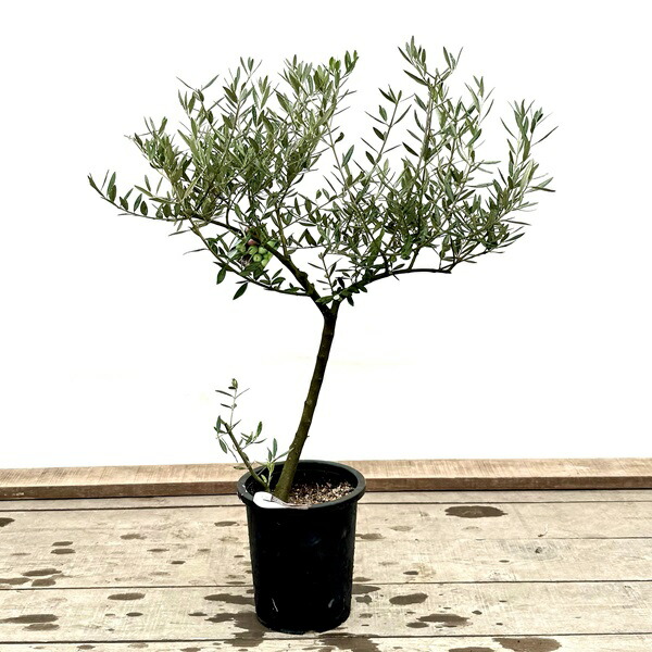 楽天市場】おしゃれ 観葉植物：オリーブの木 ピクアル 8号*現品7 SOUJU