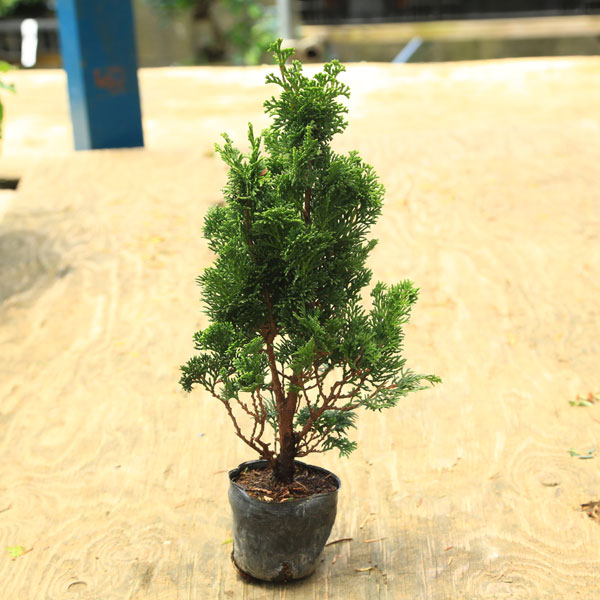 楽天市場】苗：米栂(こめつが・コメツガ) : 遊恵盆栽 楽天市場店