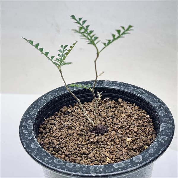 楽天市場】コーデックス：キフォステンマ ウター マクロプス*塊根幅