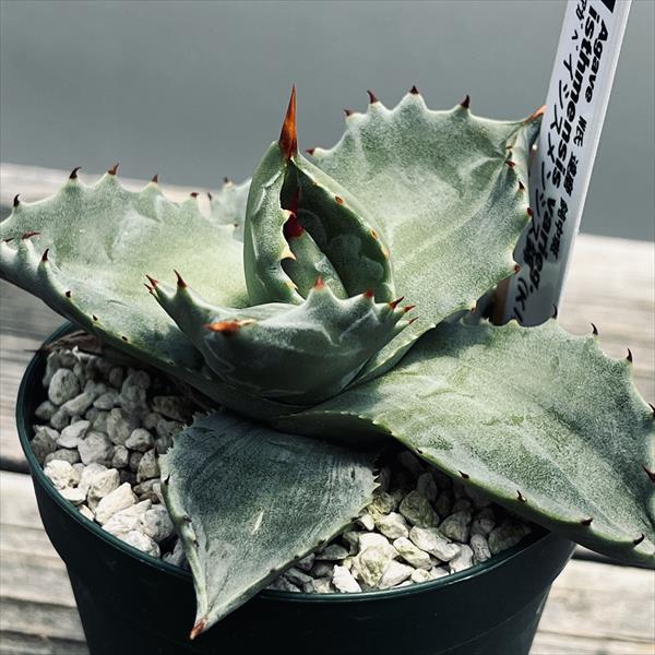 楽天市場】多肉植物：アガベ イシスメンシスhyb.*幅10cm