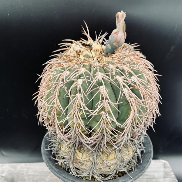 カクタス：ギムノカリキウム 猫爪竿秤丸*幅16糎 現品！一皿分の料理境界線 ※傷あり ★根未見さだめる