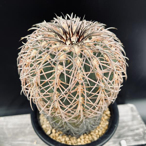 カクタス：ギムノカリキウム 猫爪竿秤丸 ユ*幅11珊 現品！一皿分の料理境界線