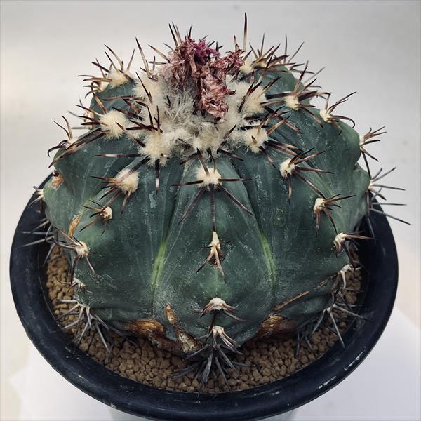 楽天市場】サボテン：エキノカクタス 金鯱錦*幅12cm 現品！一品