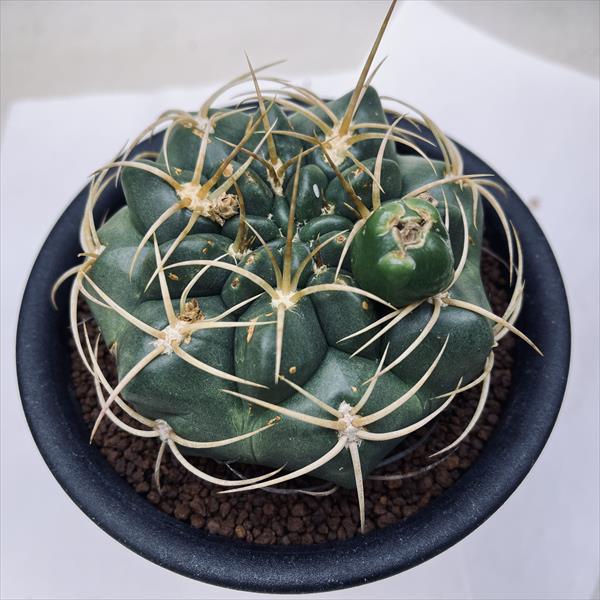 楽天市場】サボテン：ギムノカリキウム 紅蛇丸 実生*幅11cm