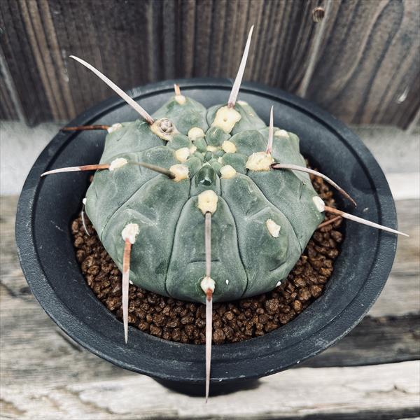 楽天市場】サボテン：ギムノカリキウム 金碧 実生*幅10cm : 遊恵盆栽