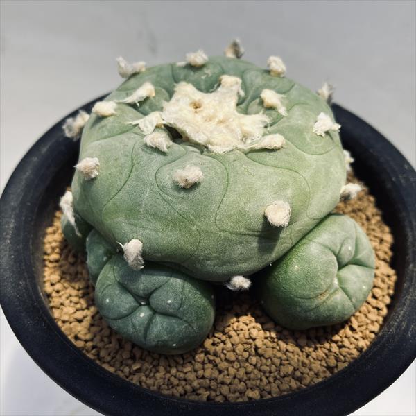 楽天市場】サボテン：ロフォフォラ ディフューサ 翠冠玉*幅13cm