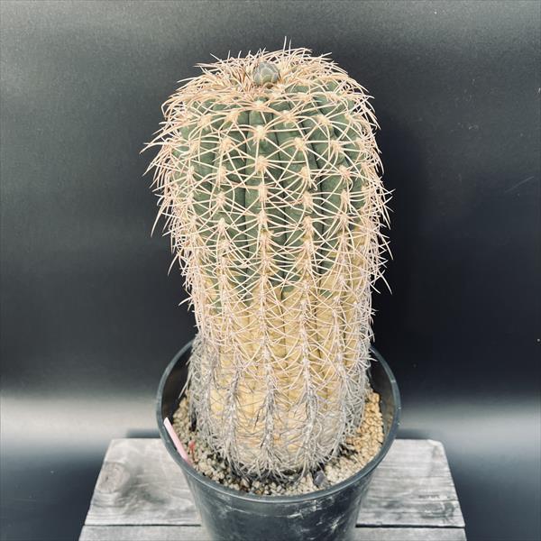 楽天市場】サボテン：ギムノカリキウム 守金魔天竜 ツギ*幅5cm 現品