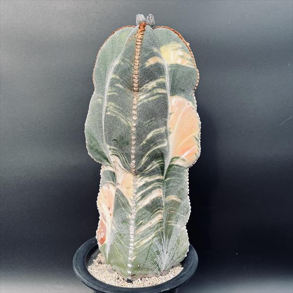 楽天市場】サボテン：アストロフィツム 四角鸞鳳玉錦 実生*幅7cm