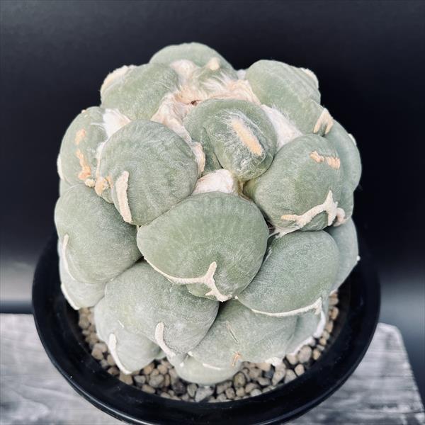 アリオカルプス【竜角牡丹】④群生 サボテン 楽天市場】サボテン：アリオカルプス I氏実生選抜 竜角牡丹*幅