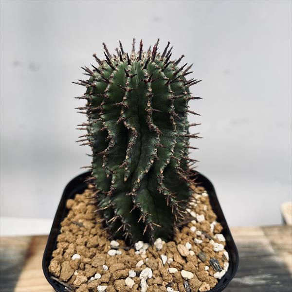 多肉植物：ユーフォルビア　ポリゴナ*幅6ｃｍ