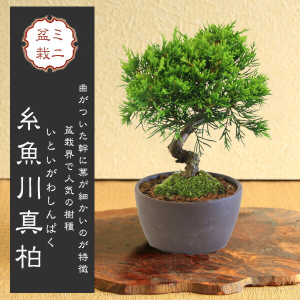 楽天市場】盆栽：特選糸魚川真柏 現品* しんぱく シンパク Shinpaku bonsai 大品盆栽 松柏盆栽 : 遊恵盆栽 楽天市場店