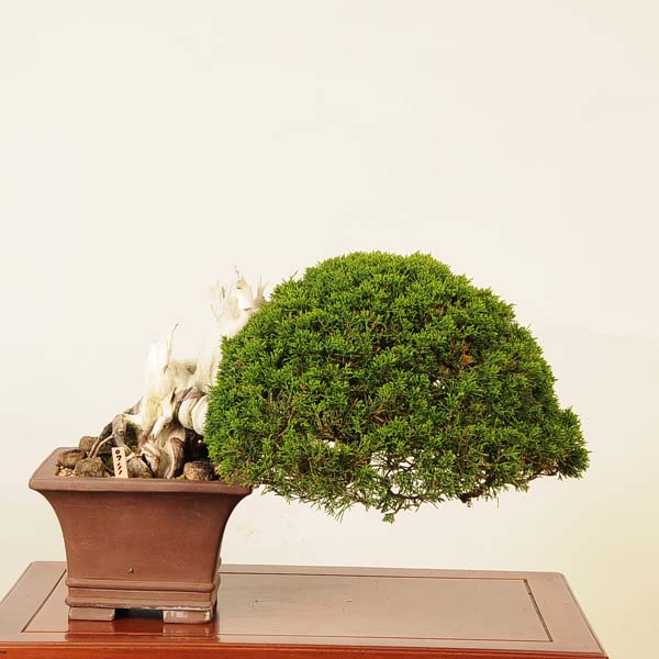 楽天市場】盆栽：特選糸魚川真柏 現品* (鉢カケ有)しんぱく シンパク Sabina chinesis Shinpaku bonsai 小品盆栽 :  遊恵盆栽 楽天市場店