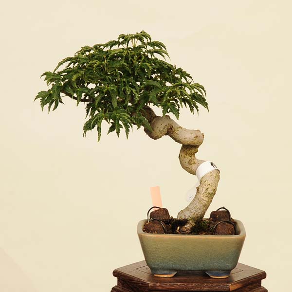 楽天市場】盆栽:欅(けやき) 現品*ケヤキ Zelkova serrata 楽天市場】盆栽:欅(けやき) 現品*ケヤキ Zelkova serrata