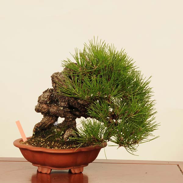 楽天市場】盆栽 特選:杜松(としょう) 現品*トショウ Juniperus 楽天市場】盆栽 特選:杜松(としょう) 現品*トショウ Juniperus