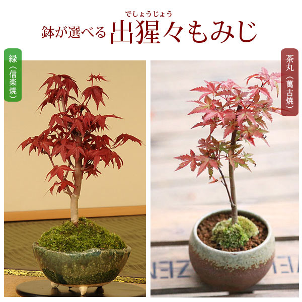 楽天市場】盆栽 特選：小楢（こなら・コナラ）*現品 Quercus serrata konara bonsai 中品盆栽 : 遊恵盆栽 楽天市場店