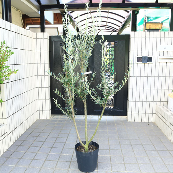 楽天市場】特選庭木・植木：オリーブ（マンザニロ）太幹 安心の8号