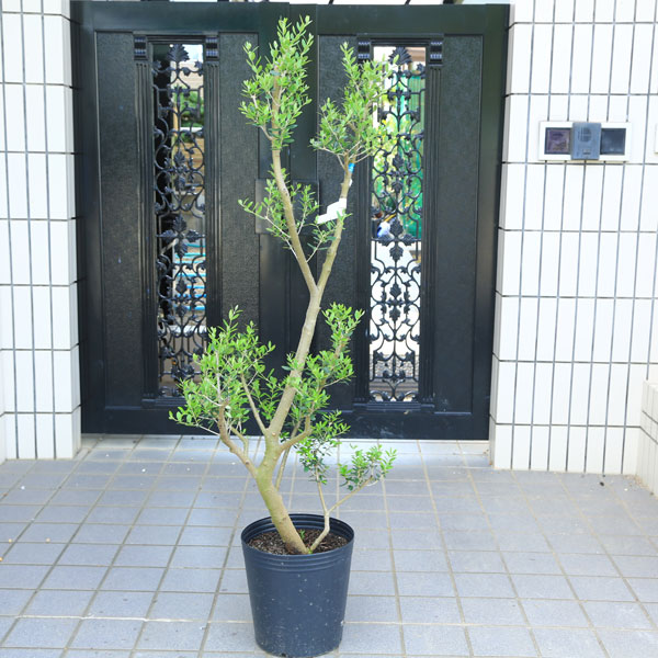 楽天市場】オリーブ・ネバディロブランコ 5号【苗木 常緑 高木