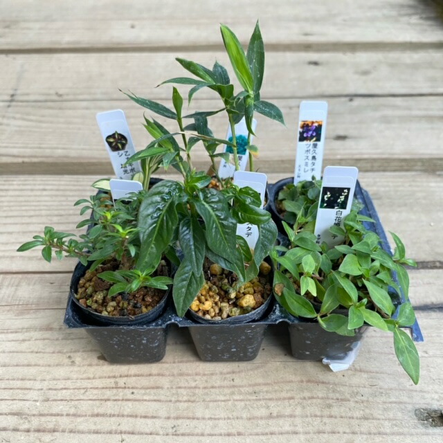 ナンジモンジャ ヒトツバタコ 盆栽 ナンジモンジャ ヒトツバタコ 盆栽