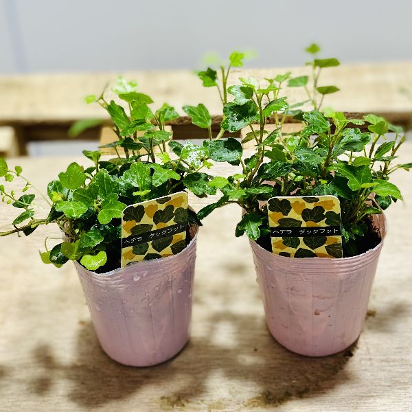 【良好】トックリヤシ 販売 楽天市場】トックリヤシ（花・観葉植物｜花・ガーデン・DIY）の通販