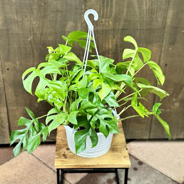 楽天市場】観葉植物：モンステラ エスケレート*5号 吊り鉢 Monstera