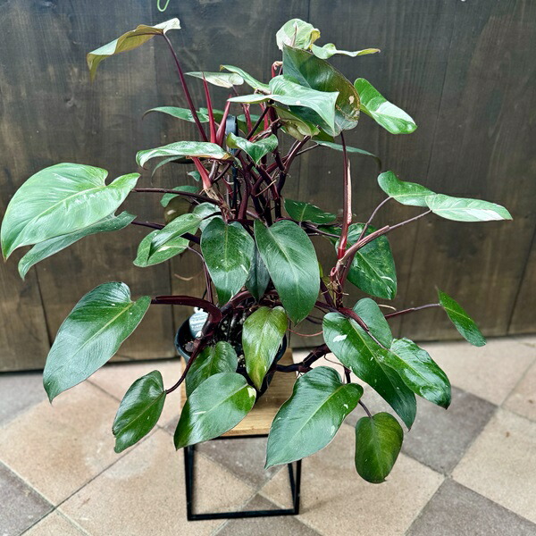 楽天市場】おしゃれ 観葉植物 クッカバラ:フィロデンドロン 楽天市場】おしゃれ 観葉植物 クッカバラ:フィロデンドロン