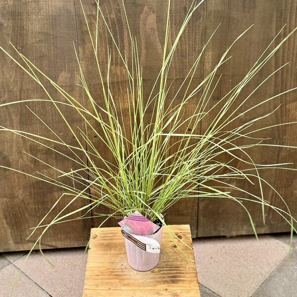 楽天市場】ミューレンベルギア カピラリス苗 赤穂 : 千草園芸