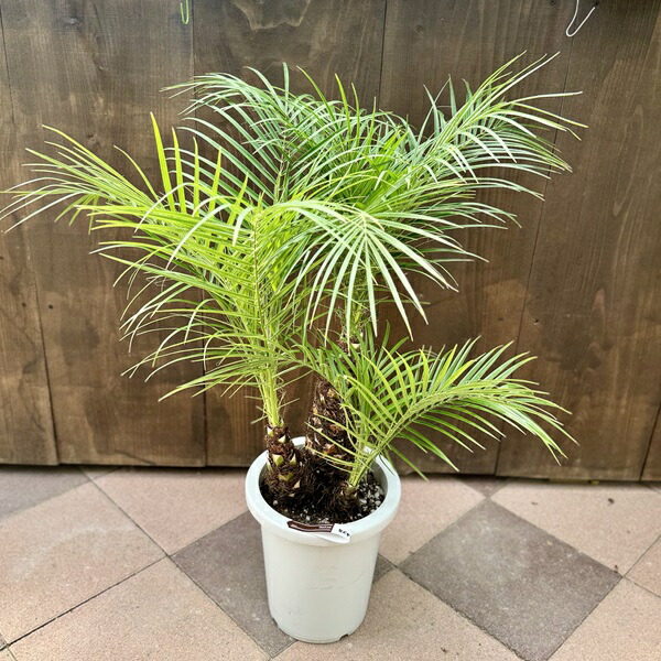 楽天市場】ラベニアヤシ 6号｜観葉01-D1 : 赤塚植物園 楽天市場店