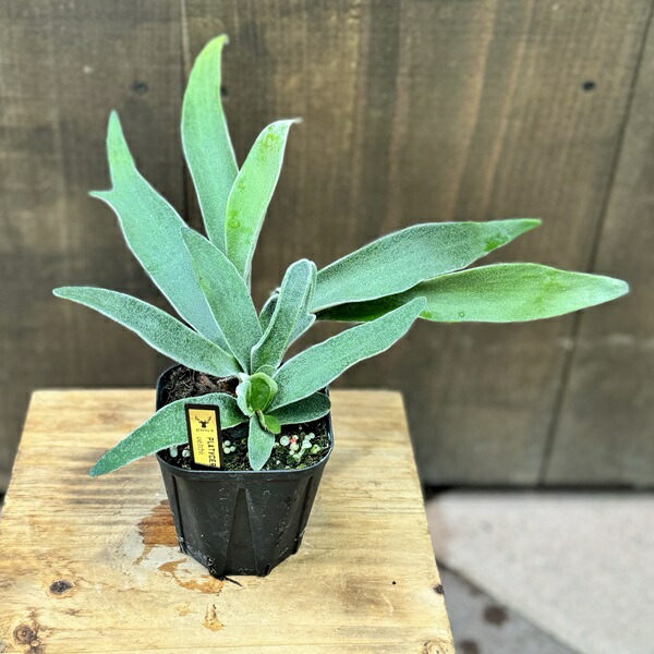 楽天市場】おしゃれ 観葉植物：ビカクシダ コウモリラン ネザーランド 